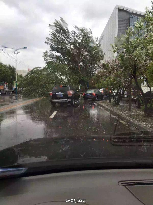 暴雨大風(fēng)襲擊遼寧 大樹被連根拔起(圖)
